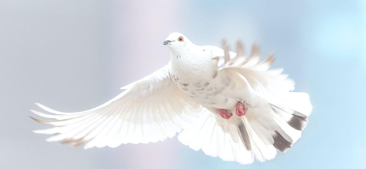 dove-2680487_1280