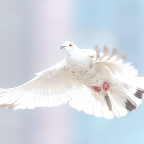 dove-2680487_1280